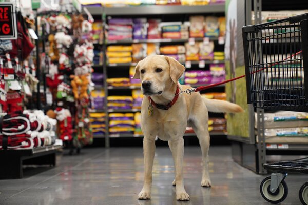 Pet Supplies Retailer Uses Microsoft AI to Automate Its A/P Processes